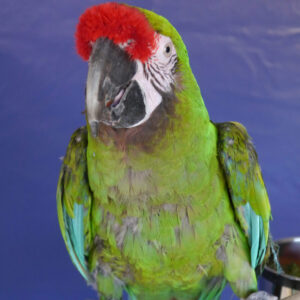 military macaw standing on perch against blue backdrop