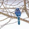 blue jay perched on snowy branch with back to camera and head turned