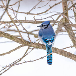 blue jay perched on snowy branch with back to camera and head turned
