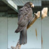 Vasa parrot perched on branch in habitat with back to camera and head turned