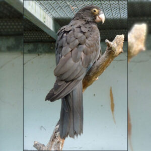 Vasa parrot perched on branch in habitat with back to camera and head turned