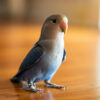 blue and white lovebird standing on wood floor
