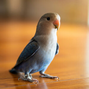 blue and white lovebird standing on wood floor