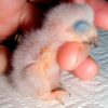 1-day-old African grey parrot chick with eyes closed standing on a towel and being supported by someone's fingers