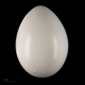 closeup on blue-and-gold macaw egg laying on a black background