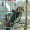 side view of cockatiel on perch in cage