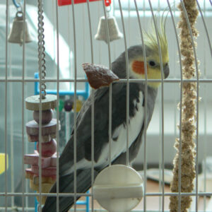 side view of cockatiel on perch in cage