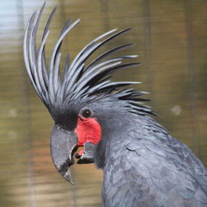 Profile of head of a black palm cockatoo
