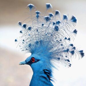 head profile of a victoria crowned pigeon