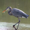 a great blue heron with a small fish in its beak perched on a branch above water