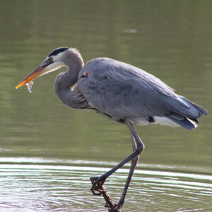 a great blue heron with a small fish in its beak perched on a branch above water