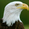 profile head photo of a bald eagle