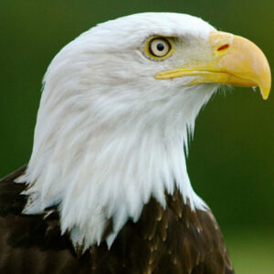profile head photo of a bald eagle