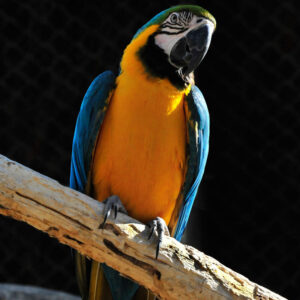 blue-and-gold macaw perched on branch against black backdrop