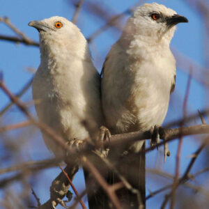two Southern Pied Babblers perched side by side on branch in tree