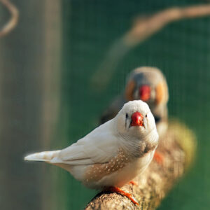 zebra finch pair perched on branch in aviary