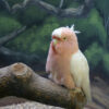 Cookie the cockatoo on branch in habitat at Brookfield Zoo (Leadbeater's cockatoo aka Major MItchell's cockatoo)