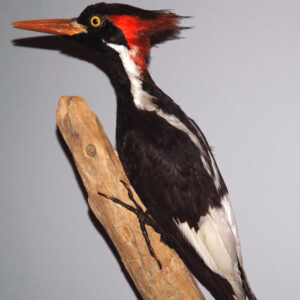 photo of taxidermied ivory-billed woodpecker on a branch indoors