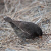 vampire finch using beak to poke at the ground