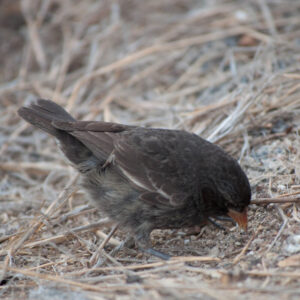 vampire finch using beak to poke at the ground