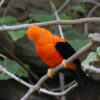 Andean cock-of-the-rock bird perched on a branch outside