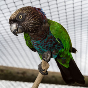 looking up at hawk-headed parrot perched on a branch in an aviary