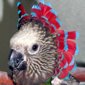 closeup on head of a hawk-headed parrot with feathers upright