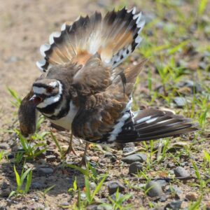 killdeer mother on the ground with wings out protecting her nest