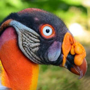 closeup on head of a king vulture outside