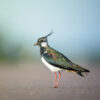 northern lapwing standing on ground outside