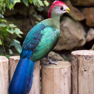 red-crested-turaco perched on wood post fence outside