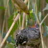 reed warbler perched on branch feeding a cuckoo in nest