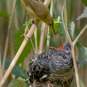 reed warbler perched on branch feeding a cuckoo in nest