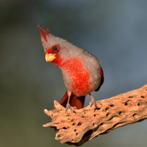 desert cardinal perched on dead chollo branch leaning to their right