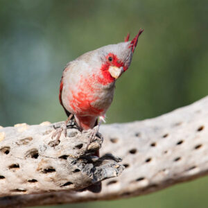 desert cardinal perched on dead chollo cactus branch