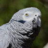 closeup on head and shoulders of African grey parrot