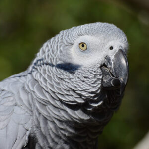 closeup on head and shoulders of African grey parrot