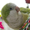 quaker (aka Monk) parakeet on a rope toy