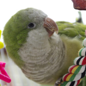 quaker (aka Monk) parakeet on a rope toy