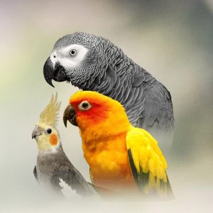 portrait of cockatiel, African grey parrot and conure