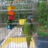 blue-crowned conure in temporary cage outside