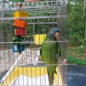 blue-crowned conure in temporary cage outside