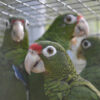 four Puerto Rican parrots in cage