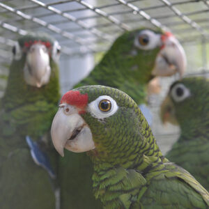 four Puerto Rican parrots in cage