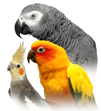 Different types of hot sale parrots for pets