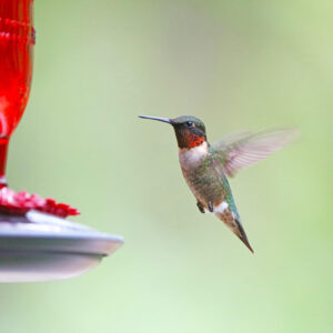 hummingbird hovering beside red feeder