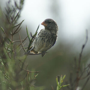galapagos finch perched on twig in tree