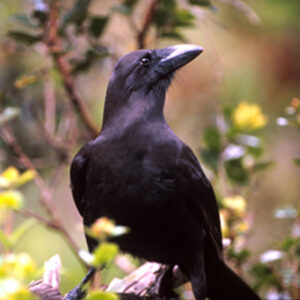 Alala (aka Hawaiian Crow) perched on branch among leaves