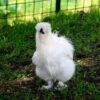white Silkie chicken standing on ground in front of wire fence