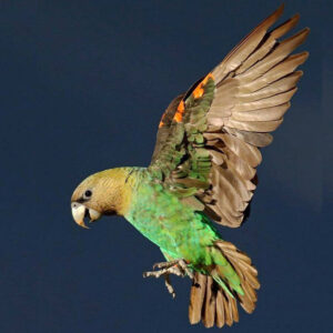 cape parrot side view with wings outstretched against blue background